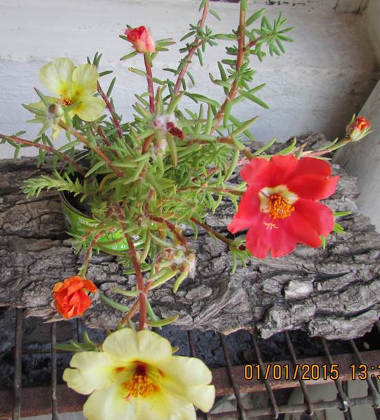 Descripci�n: D:\JM-disco duro\Vasculares x familia-todas\angiospermas-fotos-icon-textos\portulacaceae y Montiaceae\PORTULACACEAE  EXOTICAS\Portulaca grandiflora W. J. Hooker  Foto Marta Codegua  Enero 2015  (2).JPG