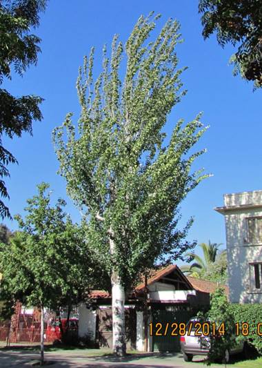 Descripci�n: Descripci�n: D:\JM-disco duro\Vasculares x familia-todas\angiospermas-fotos-icon-textos\SALICACEAE  NATIVAS  Y  EXOTICAS\Populus alba  L.  San Cristobal por Pedro de Valdivia 27  Dic.  2014.JPG