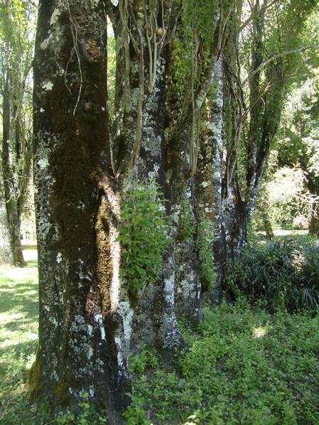 Descripci�n: C:\Users\amdx6\Desktop\populus Valdivia 2013 447.JPG