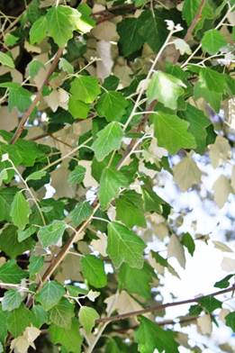 Descripci�n: D:\JM-disco duro\Vasculares x familia-todas\angiospermas-fotos-icon-textos\SALICACEAE  NATIVAS  Y  EXOTICAS\Populus alba FJMB (2).JPG