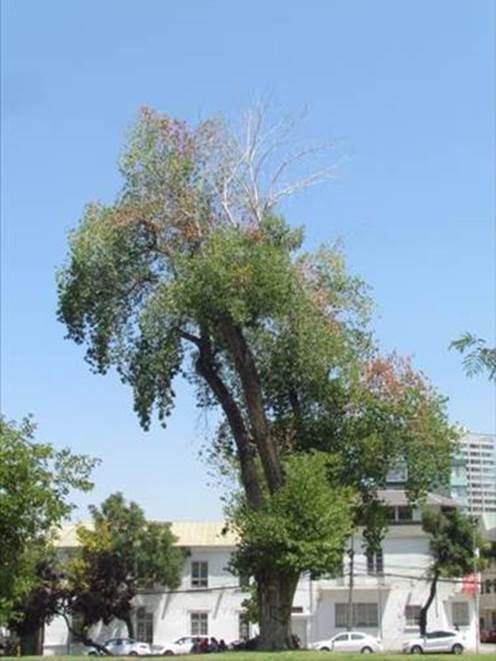 Descripción: Descripción: D:\flores x genero\Ornamentales varias\Ornamentales\populus deltoides (2).JPG