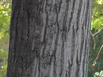 Descripción: Descripción: D:\flores x genero\Ornamentales varias\Ornamentales\populus deltoides (5).JPG