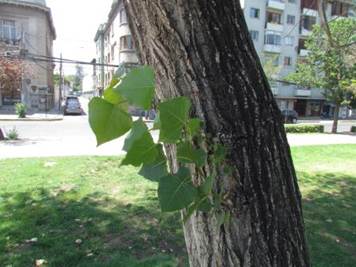 Descripción: Descripción: D:\flores x genero\Ornamentales varias\Ornamentales\populus deltoides (1).JPG