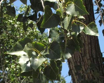 Descripción: Descripción: D:\flores x genero\Ornamentales varias\Ornamentales\populus deltoides (11).JPG