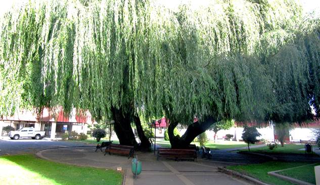 Descripción: Descripción: Descripción: D:\JM-disco duro\Vasculares x familia-todas\angiospermas-fotos-icon-textos\SALICACEAE NATIVAS Y EXOTICAS\Salix babylonica Febrero del 2012 Foto Magdalena P. A..JPG