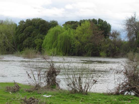 Descripción: Descripción: Descripción: D:\flores x localidad\floraxlocalidad\Maule\cauquenes-Parral-08-2019\El Hualve-Perquilauquen\IMG_8083 salix babylonica.JPG
