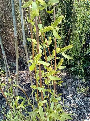 Descripción: Descripción: Descripción: D:\flores x localidad\floraxlocalidad\Metropolitana\lampa-santa teresa-08-2020\salix babylonica (3).jpg