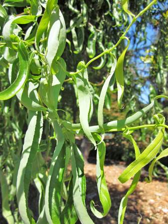 Descripción: Descripción: Descripción: D:\JM-disco duro\Vasculares x familia-todas\FOTOS\FOTOS CARPETAS DISCO ORIGINAL (SIN ORDEN)\FOTOS Y ARTICULOS SIN ORDENAR\Salix babylonia pekinesis 'Tortuosa' FW6171037.jpg