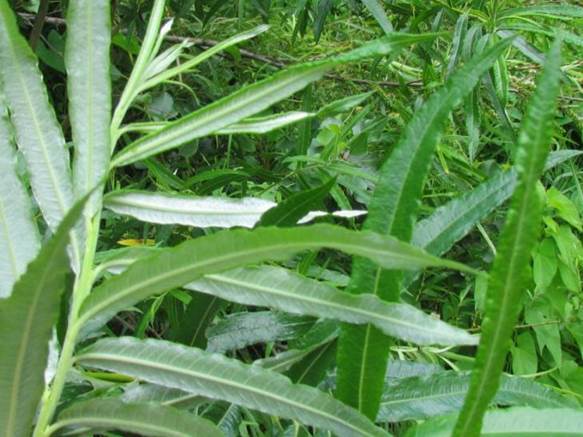 Descripción: D:\flores x localidad\floraxlocalidad\Bio Bio\nacimiento-santa juana 2012\Nacimiento-2012\IMG_4403 salix viminalis.JPG