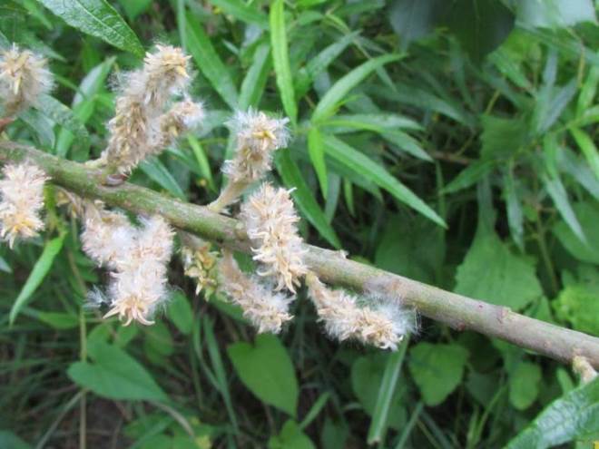 Descripción: D:\flores x localidad\floraxlocalidad\Bio Bio\nacimiento-santa juana 2012\Nacimiento-2012\IMG_4406 salix viminalis.JPG