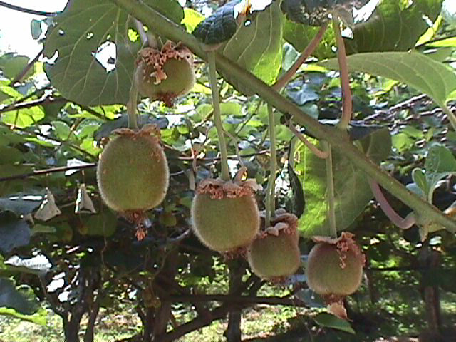 Descripción: Descripción: https://www.plantasyhongos.es/herbarium/a/Actinidia_deliciosa_07.jpg