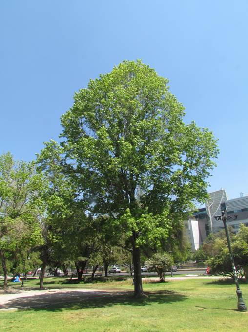 Descripción: D:\flores x genero\Ornamentales varias\Ornamentales\Liquidambar styraciflua (11).JPG