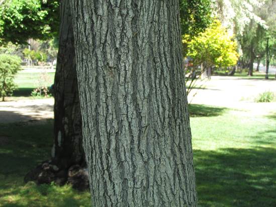 Descripción: D:\flores x genero\Ornamentales varias\Ornamentales\Liquidambar styraciflua (9).JPG