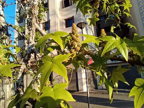 Descripción: D:\flores x genero\Ornamentales varias\Ornamentales\Liquidambar styraciflua (4).jpg