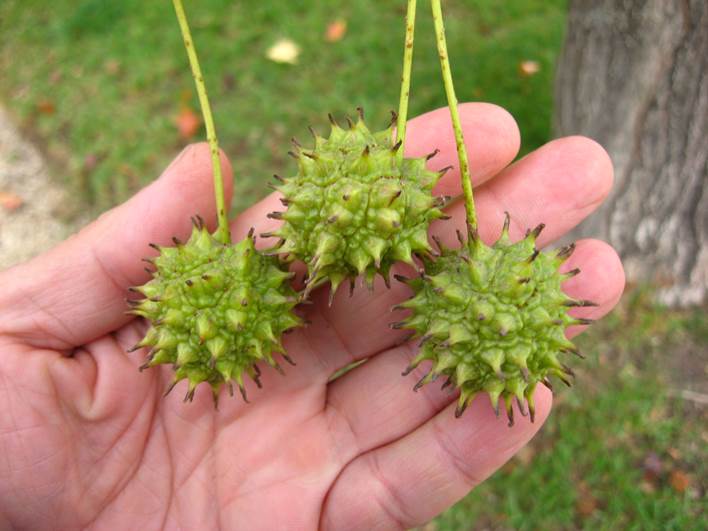 Descripción: D:\JM-disco duro\Vasculares x familia-todas\angiospermas-fotos-icon-textos\HAMAMELIDACE\Liquidambar styraciflua FJA (2).jpg