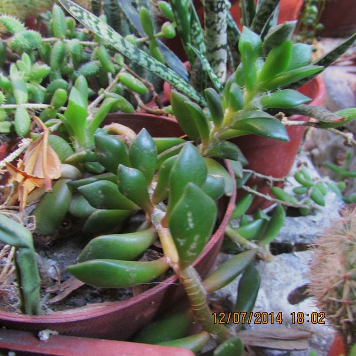 Descripción: D:\JM-disco duro\Vasculares x familia-todas\angiospermas-fotos-icon-textos\portulacaceae y Montiaceae\PORTULACACEAE EXOTICAS\Anacampseros telephiastrum DC. FJMB Los Nogales 823, Dic. 2014.JPG