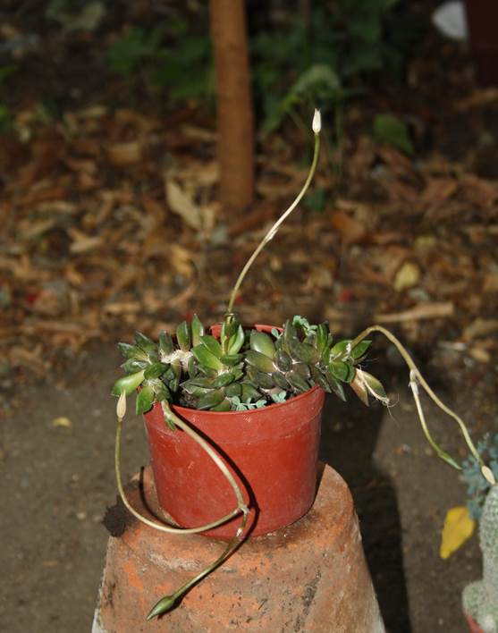 Descripción: D:\JM-disco duro\Vasculares x familia-todas\angiospermas-fotos-icon-textos\portulacaceae y Montiaceae\PORTULACACEAE EXOTICAS\Anacampseros telephiastrum DC. Plantas Suculentas de Vivero de Isla de Maipo, RM. FJMB (2).JPG