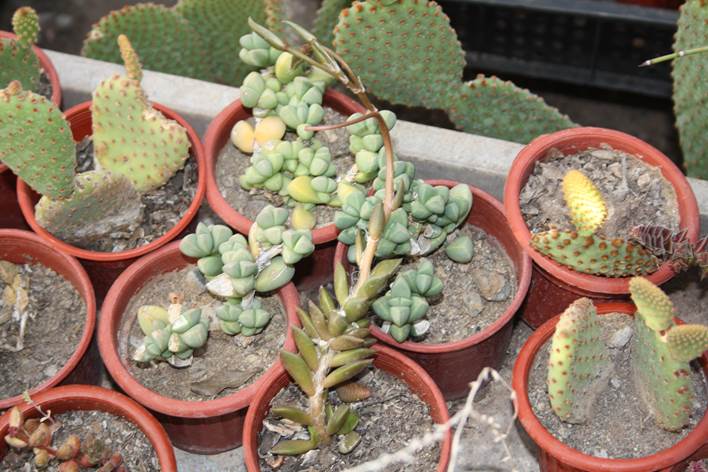 Descripción: D:\JM-disco duro\Vasculares x familia-todas\angiospermas-fotos-icon-textos\portulacaceae y Montiaceae\PORTULACACEAE EXOTICAS\Anacampseros telephiastrum DC. Plantas Suculentas de Vivero de Isla de Maipo, RM. FJMB (1).JPG