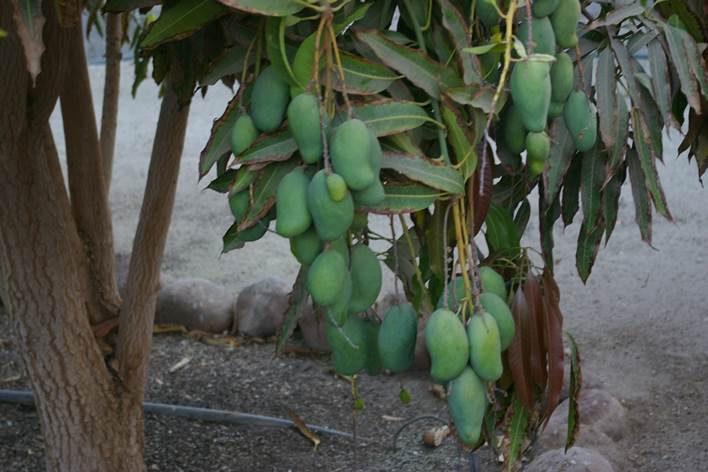 Descripci�n: D:\flores x localidad\floraxlocalidad\Tarapaca\Collahuasi-iquique 23-10-2006\pica\mangifera 01.JPG