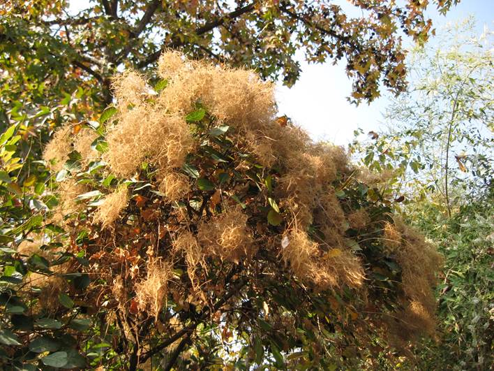 Descripci�n: Descripci�n: F:\JM-disco duro\Vasculares x familia-todas\angiospermas-fotos-icon-textos\ANACARDIACEA  NATIVAS  Y  EXOTICAS\Cotinus coggygrea  FJA (3).jpg