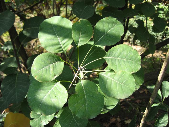 Descripci�n: Descripci�n: F:\JM-disco duro\Vasculares x familia-todas\angiospermas-fotos-icon-textos\ANACARDIACEA  NATIVAS  Y  EXOTICAS\Cotinus coggygrea  FJA (1).jpg