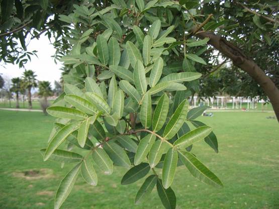 Descripción: F:\ANACARDIACEA NATIVAS Y EXOTICAS\Schinus terebinthifolius FJA (3).jpg