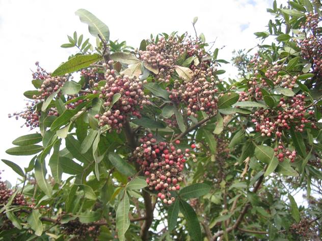 Descripción: F:\ANACARDIACEA NATIVAS Y EXOTICAS\Schinus terebinthifolius FJA (2).jpg