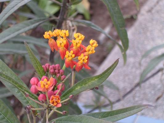Descripci�n: Descripci�n: D:\flores x genero\flora generos por alfabeto\fotos a-c\Asclepias\asclepiascurass1.JPG