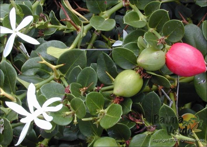 Descripción: Descripción: https://jardinessinfronteras.files.wordpress.com/2020/08/carissa-grandiflora-_natalpruim.jpg?w=871&h=