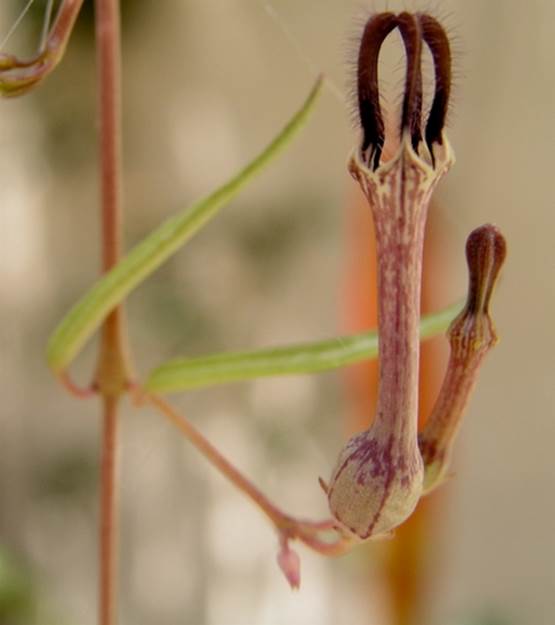 Descripci�n: Descripci�n: https://inaturalist-open-data.s3.amazonaws.com/photos/1540805/medium.jpg