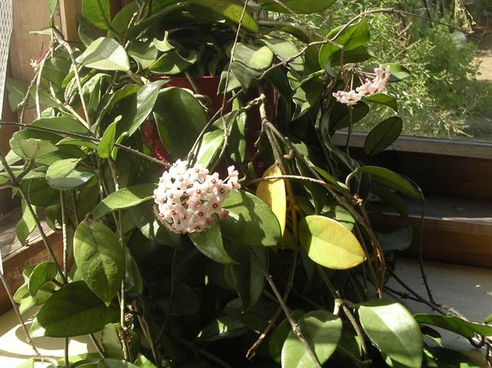 Descripción: Descripción: D:\flores x genero\Ornamentales varias\Ornamentales\Angio Dic-D-K\Hoya\hoyacarnosa3.JPG