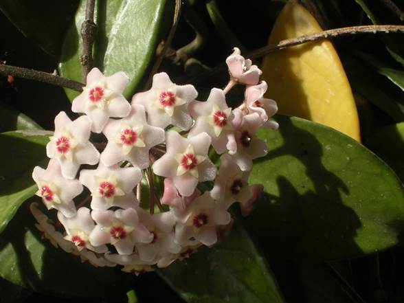 Descripción: Descripción: D:\flores x genero\Ornamentales varias\Ornamentales\Angio Dic-D-K\Hoya\hoyacarnosa1.JPG