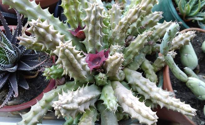 Descripci�n: D:\flores x genero\Ornamentales varias\Jardines y parques\javi-balcon-suculentas\Huernia macrocarpa (1).jpg