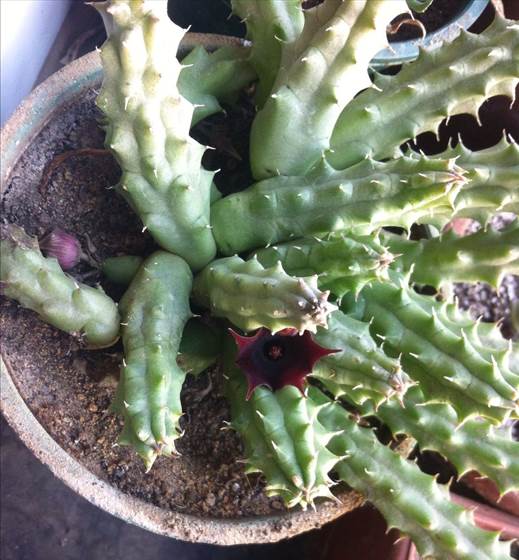 Descripci�n: D:\flores x genero\Ornamentales varias\Ornamentales\Angio Dic-D-K\Huernia macrocarpa jds 00.jpg