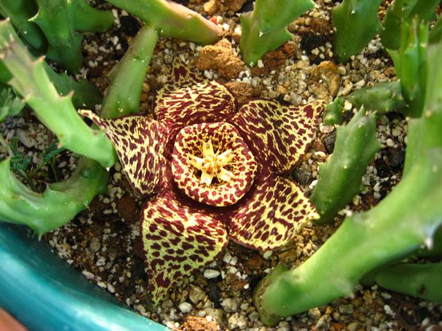 Descripción: D:\PUBLIC\trabajandolos\Enciclopedia exoticas\apocynaceae-JD\Fotos JMB y Jaime Acevedo\Stapelia variegata FJA (3).JPG