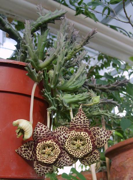 Descripción: D:\PUBLIC\trabajandolos\Enciclopedia exoticas\apocynaceae-JD\Fotos JMB y Jaime Acevedo\Stapelia variegata FJA (2).JPG