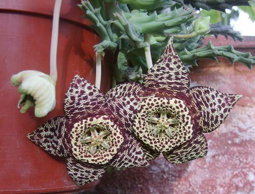 Descripción: D:\PUBLIC\trabajandolos\Enciclopedia exoticas\apocynaceae-JD\Fotos JMB y Jaime Acevedo\Stapelia variegata FJA.JPG
