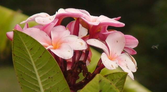 Descripci�n: G:\JM-disco duro\Vasculares x familia-todas\FOTOS\FOTOS  CARPETAS DISCO ORIGINAL (SIN ORDEN)\APOCYNACEAE = ASCLEPIADACEA  NATIVAS   Y EXOTICAS  DCJMB554\Plumeria   rubra  proveniente de Isla de Pascua Foto Jenny  .jpg
