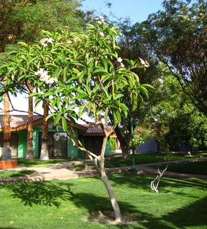 Descripci�n: D:\PUBLIC\trabajandolos\Enciclopedia exoticas\apocynaceae-JD\Fotos JMB y Jaime Acevedo\Plumeria rubra  L.  Pica Dic. 2016 FJA (2).JPG