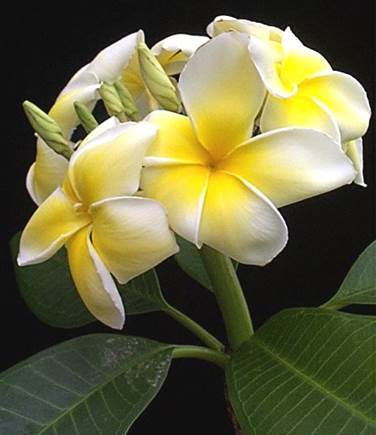 Descripci�n: D:\flores x genero\Ornamentales varias\Ornamentales\Angio Dicots L-Z\plumeria.jpg