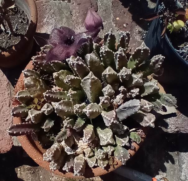 Descripci�n: Descripci�n: D:\flores x genero\Ornamentales varias\Ornamentales\Angio Dicots L-Z\Stapelia sl\stapelia grandiflora (1).jpg