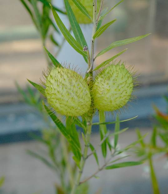 Descripci�n: Descripci�n: Asclepias fruticosa fruits.jpg