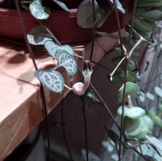 Descripci�n: Descripci�n: D:\flores x genero\Ornamentales varias\Ornamentales\Angio-Dic-A-c\Ceropegia\ceropegia.jpg