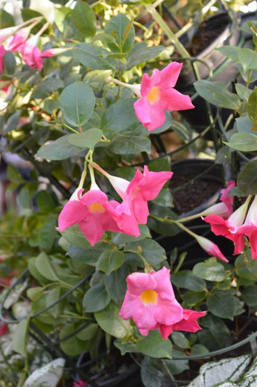 Descripci�n: D:\PUBLIC\trabajandolos\Enciclopedia exoticas\apocynaceae-JD\Fotos JMB y Jaime Acevedo\Mandevilla sanderi  (Hems.)  Woodson  (= Dipladenia sanderi  Hems.)FJMB  Exp. P. Arauco 2015  (2).JPG