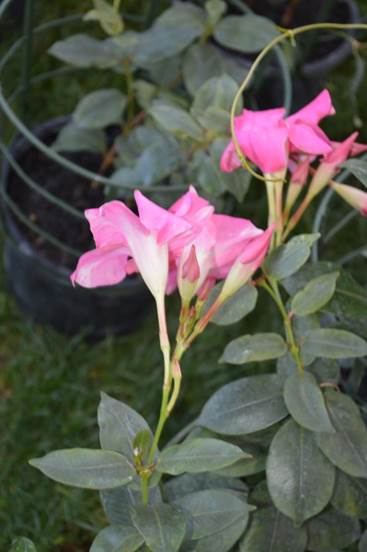 Descripci�n: D:\PUBLIC\trabajandolos\Enciclopedia exoticas\apocynaceae-JD\Fotos JMB y Jaime Acevedo\Mandevilla sanderi  (Hems.)  Woodson  (= Dipladenia sanderi  Hems.)FJMB  Exp. P. Arauco 2015  (4).JPG