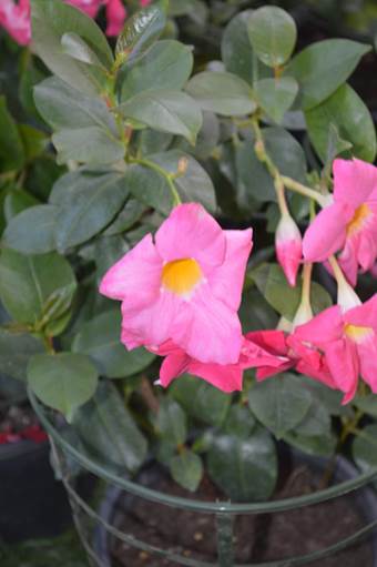 Descripci�n: D:\PUBLIC\trabajandolos\Enciclopedia exoticas\apocynaceae-JD\Fotos JMB y Jaime Acevedo\Mandevilla sanderi  (Hems.)  Woodson  (= Dipladenia sanderi  Hems.)FJMB  Exp. P. Arauco 2015  (3).JPG