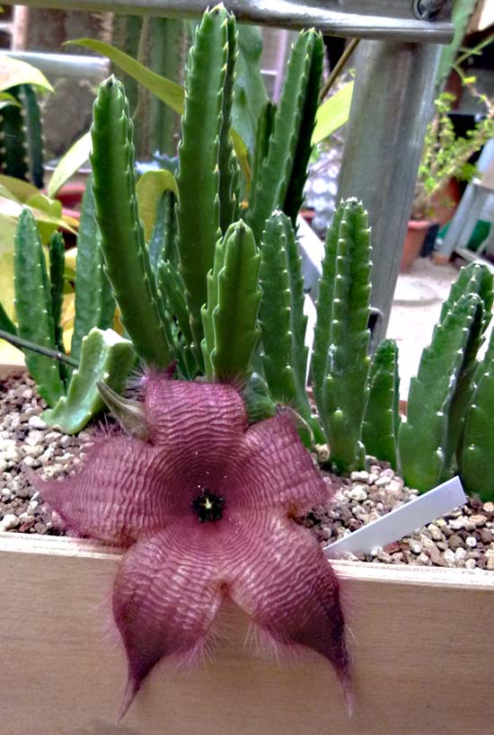 Descripci�n: Descripci�n: Stapelia, ficha de cultivo