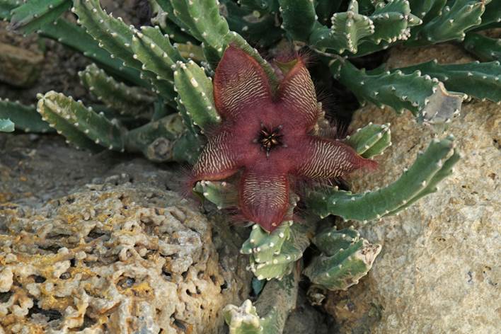 Descripci�n: Descripci�n: Stapelia asterias
