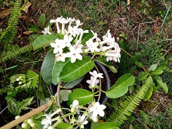 Descripci�n: D:\flores x genero\Ornamentales varias\Ornamentales\Angio Dicots L-Z\stephanotis floribunda (2).jpg