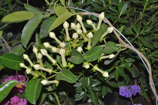 Descripci�n: D:\PUBLIC\trabajandolos\Enciclopedia exoticas\apocynaceae-JD\Fotos JMB y Jaime Acevedo\Stephanotis floribunda  FJMB P. Araucano Nov. 2015   (1).JPG
